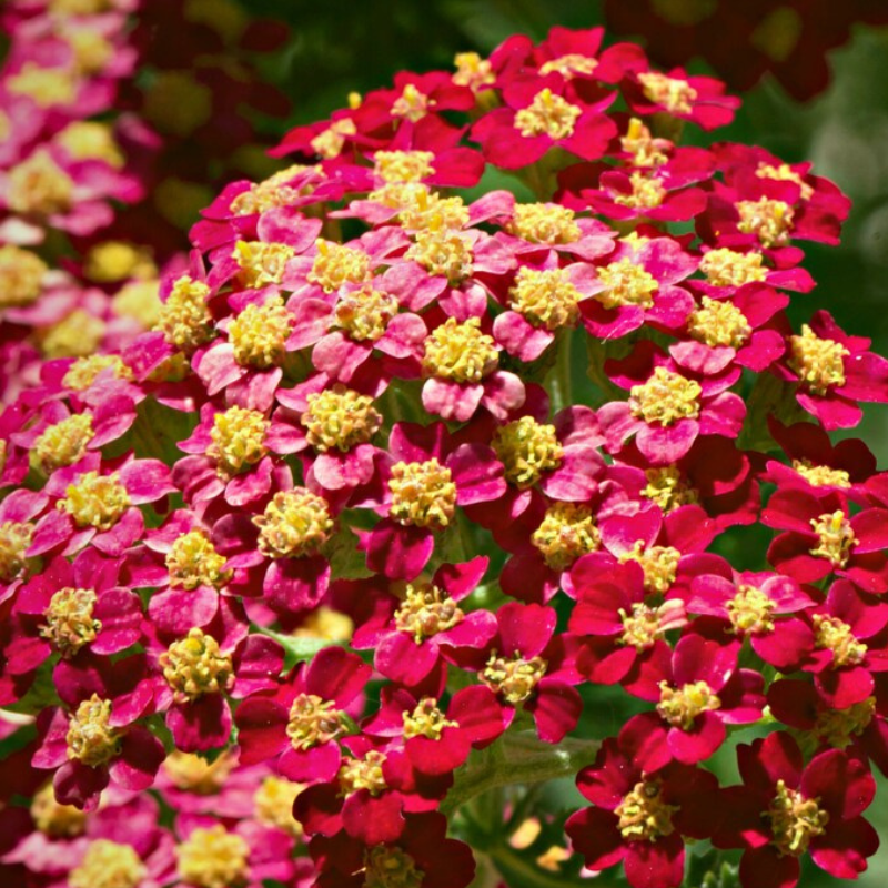 Red Yarrow Heirloom Seeds