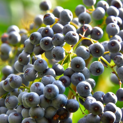 Elderberry Garden Seeds