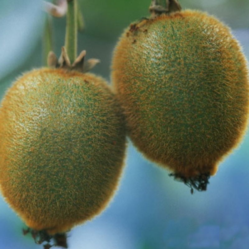 Thai Mini Kiwi Seeds