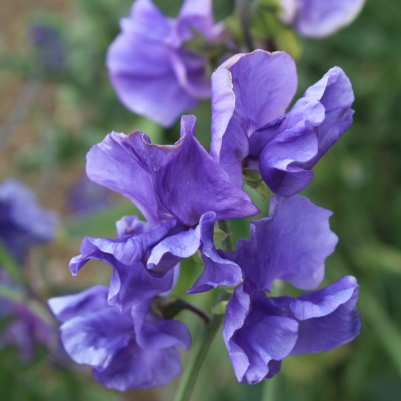 Purple Sweet Pea Seeds