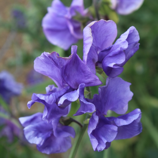 Purple Sweet Pea Seeds