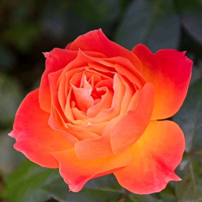 Miniature Rose Plant Seeds