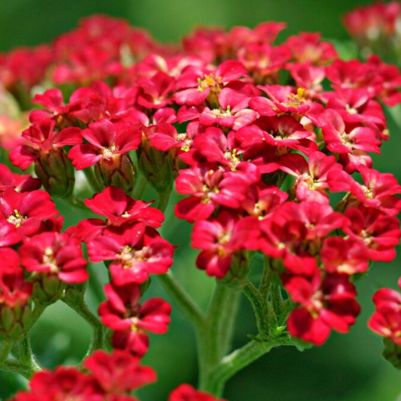 Red Yarrow Heirloom Seeds