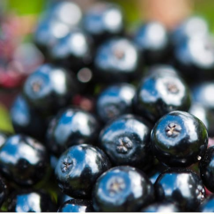 Elderberry Garden Seeds