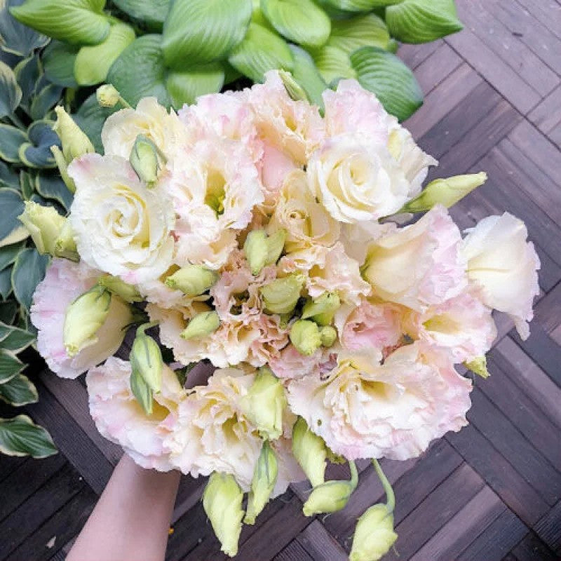 Lisianthus Flowers Seeds
