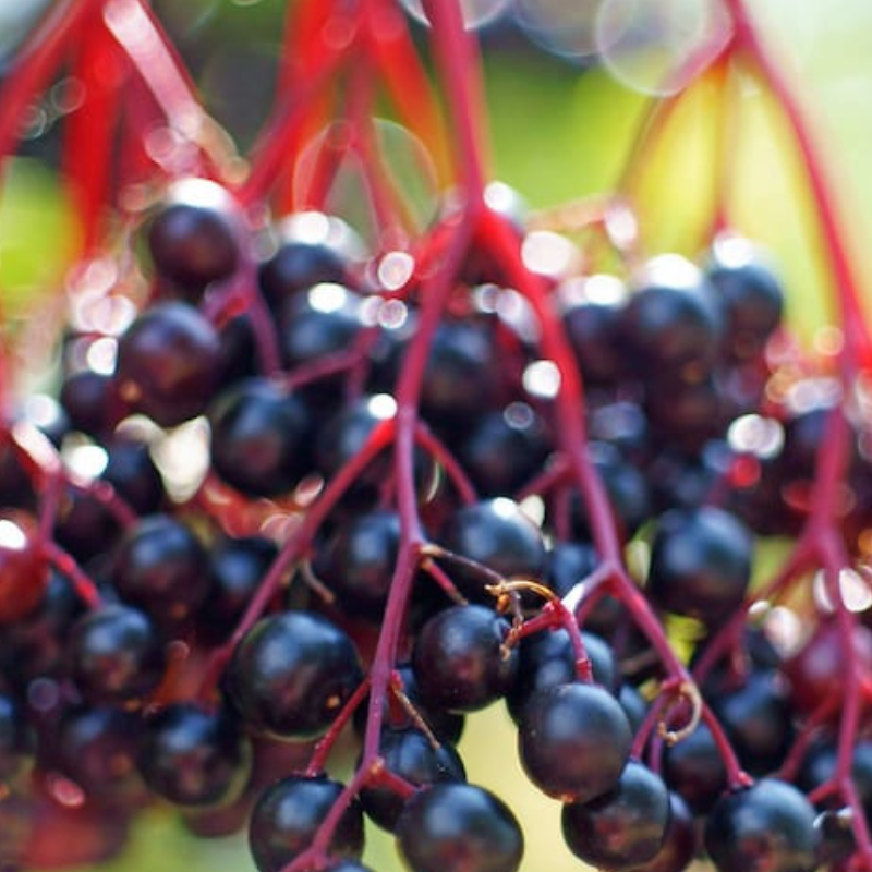 Elderberry Garden Seeds