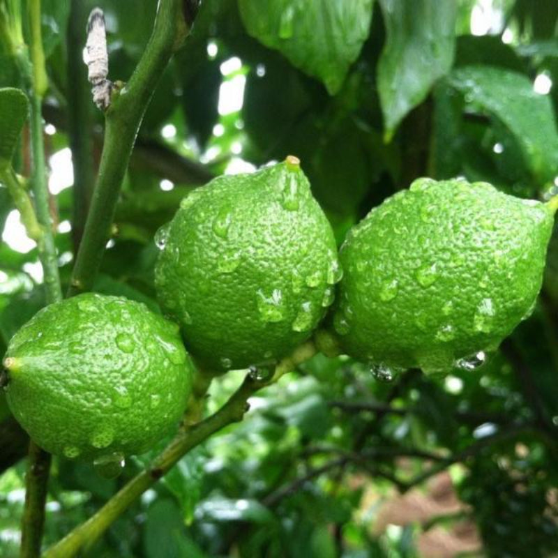 Red Heart Citrus lemon Seeds