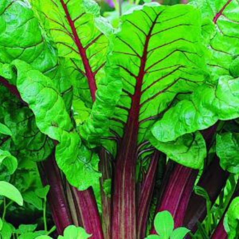 Victoria Rhubarb Seeds