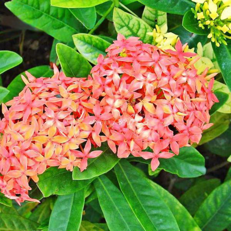 Purple Pentas Bonsai Seeds