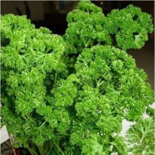 Parsley Vegetable Seeds