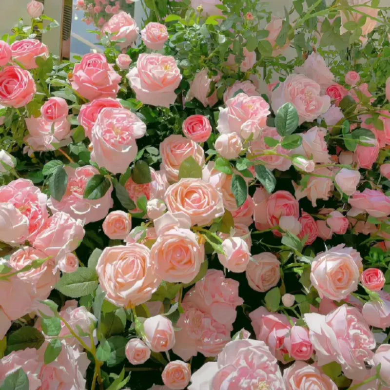 Climbing Rose Success Unfolding Seeds