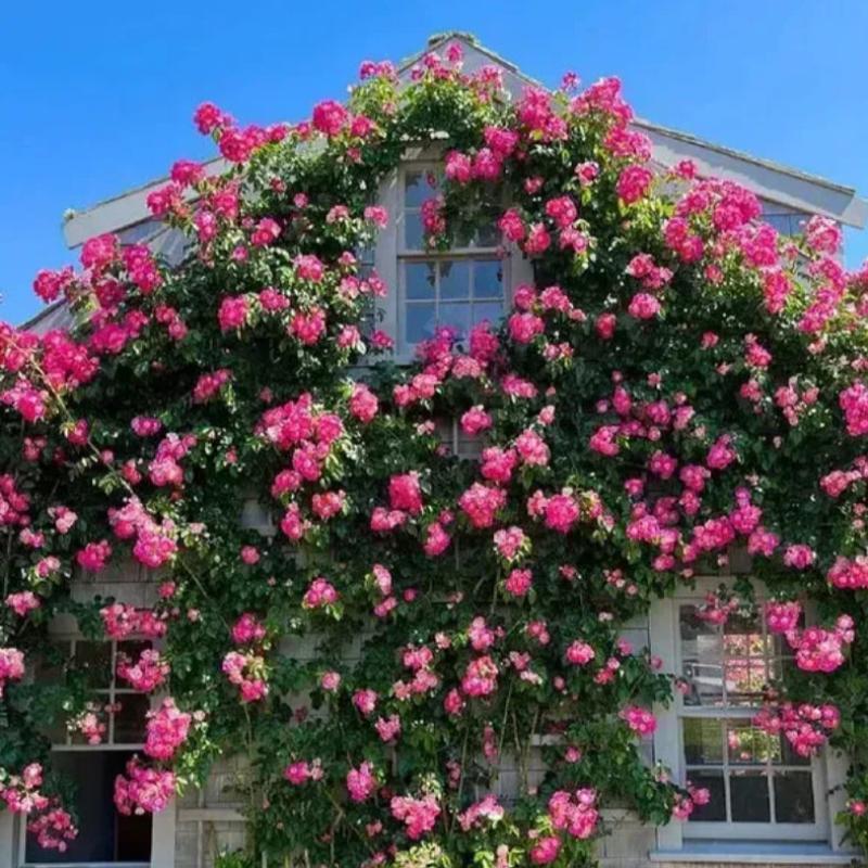 Climbing Rose Success Unfolding Seeds