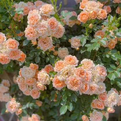 Climbing Rose Success Unfolding Seeds