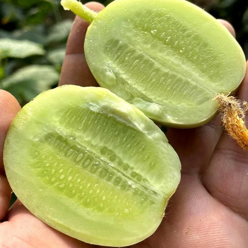 Cucumber Seeds For Home And Garden