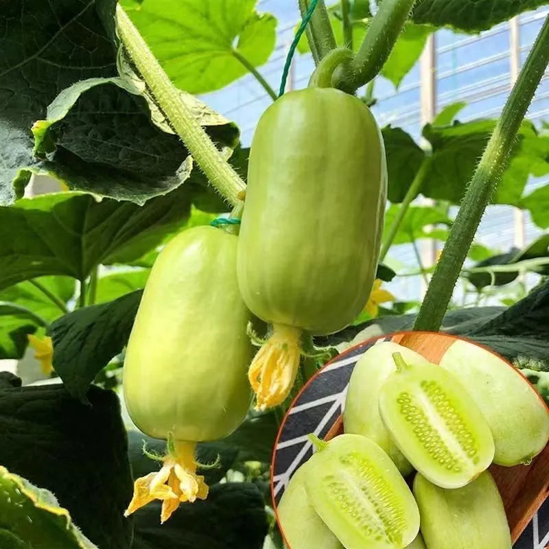 Cucumber Seeds For Home And Garden
