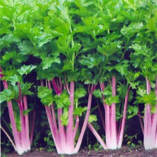 Red Celery Seeds Organic Plants