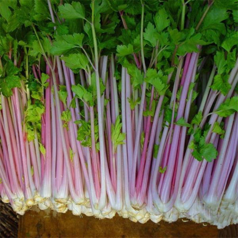 Red Celery Seeds Organic Plants