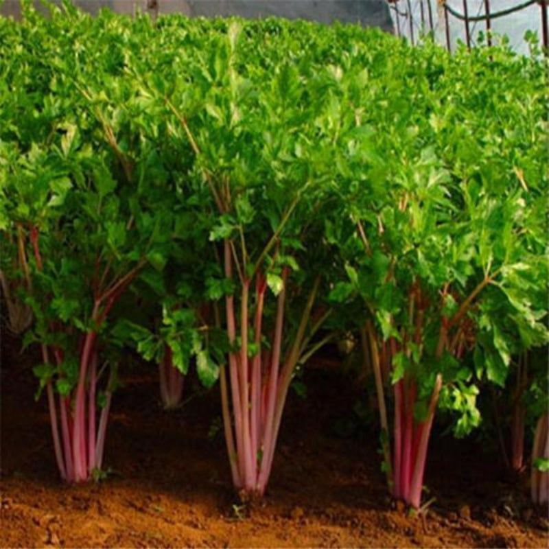 Red Celery Seeds Organic Plants