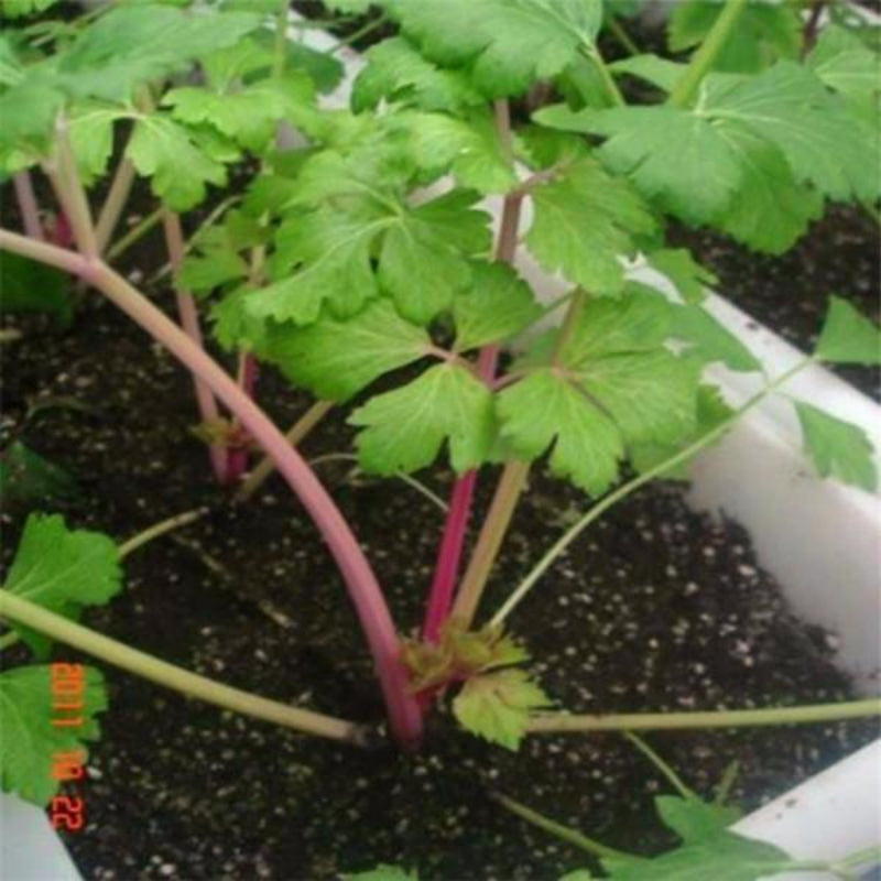 Red Celery Seeds Organic Plants