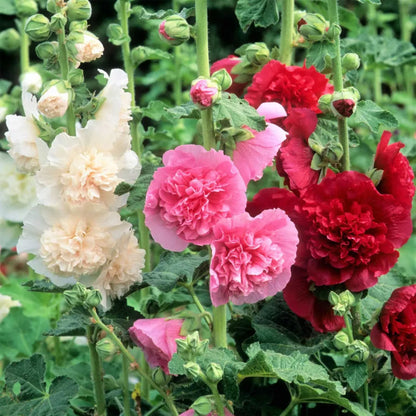 Double Mixed Bloom Hollyhock Seeds