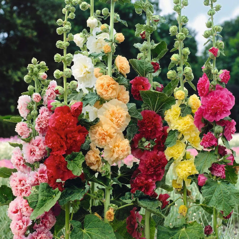 Double Mixed Bloom Hollyhock Seeds