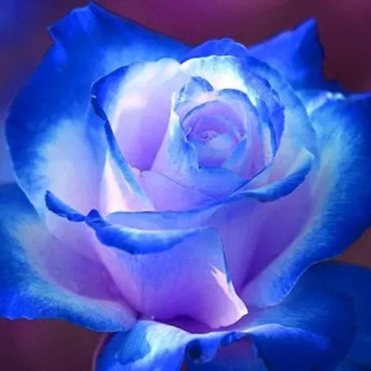 Enchantress Blue Rose Seeds - Stunning Garden Blooms