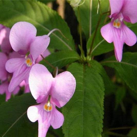 Purple Impatiens Walleriana Flowers Seeds