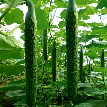 Green Thin Thorny Cucumber Seeds