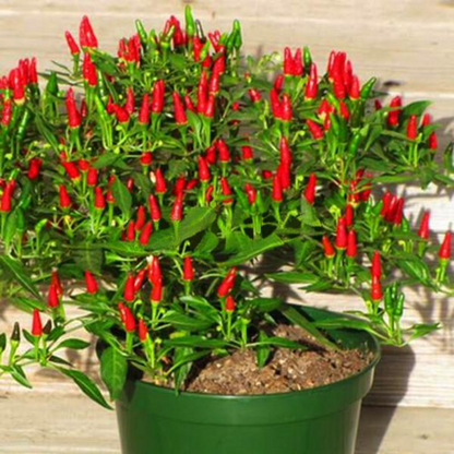 Thai Sun Hot Pepper Capsicum Seeds