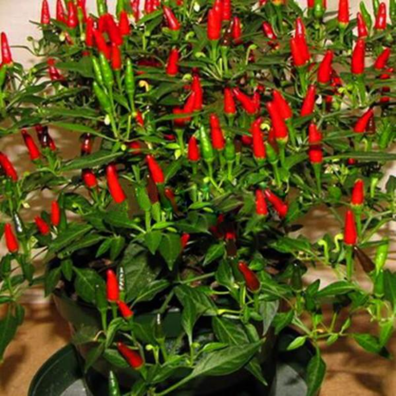 Thai Sun Hot Pepper Capsicum Seeds