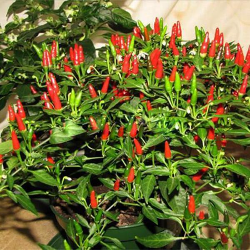 Thai Sun Hot Pepper Capsicum Seeds