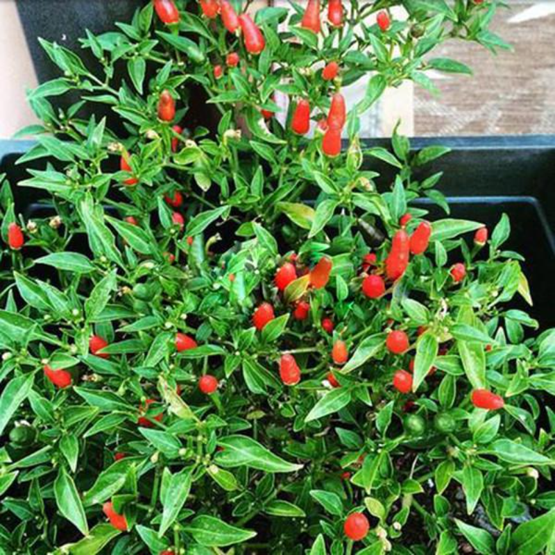 Thai Sun Hot Pepper Capsicum Seeds