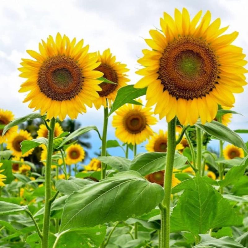 Heirloom Sunflower Seeds