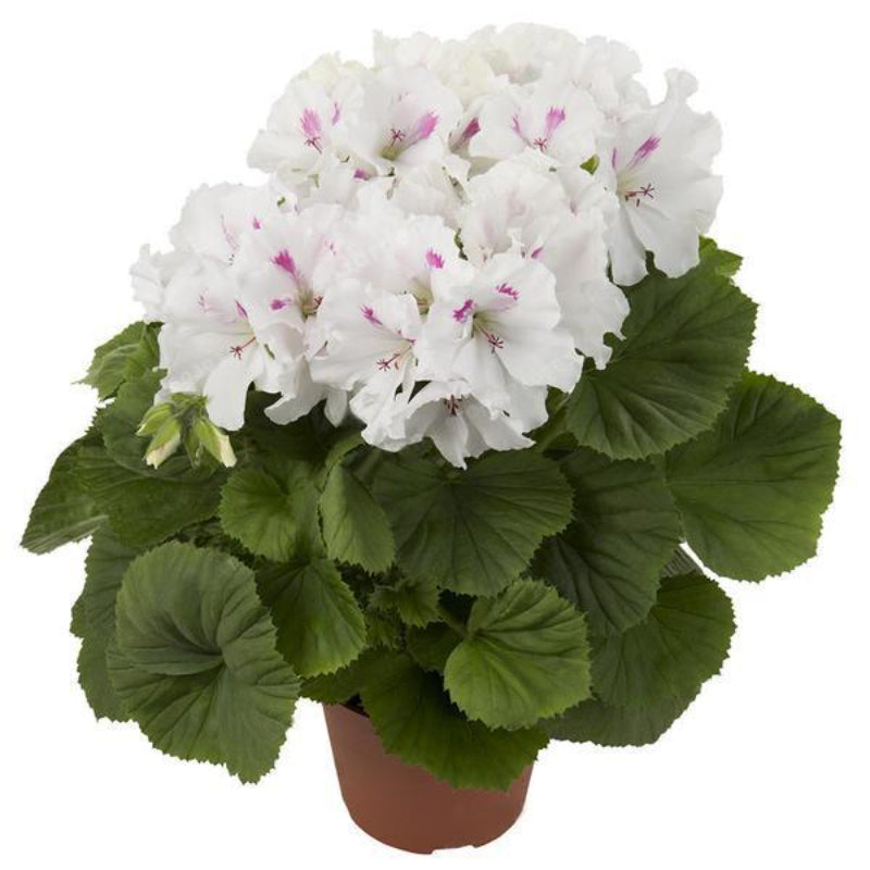 White Fragrance Geranium Seeds