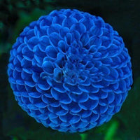 Blue Fireball Dahlia Flower Seeds
