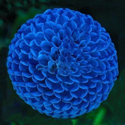 Blue Fireball Dahlia Flower Seeds