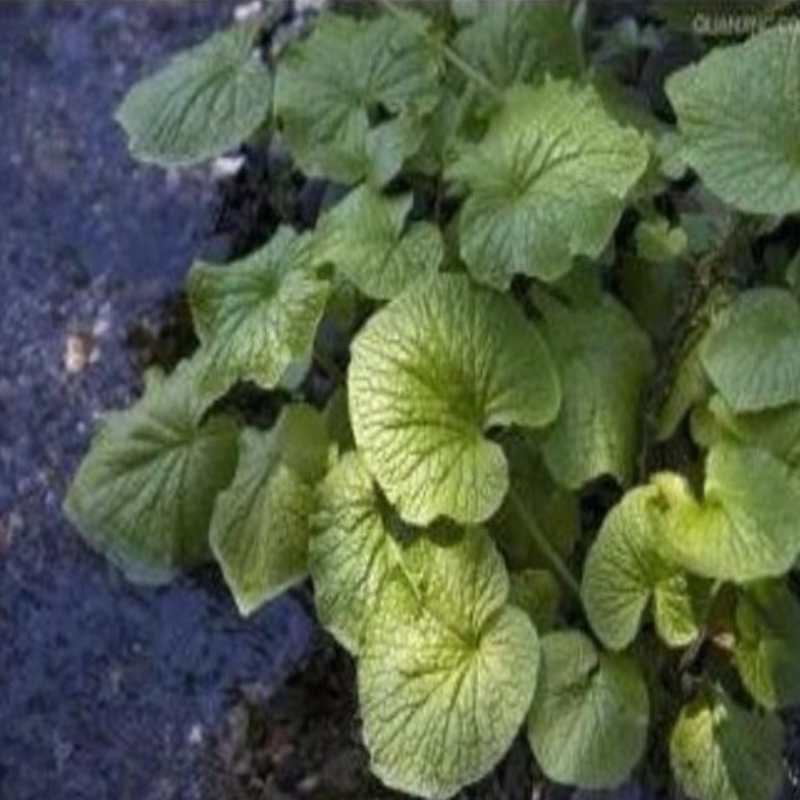 Hot Wasabi Seeds