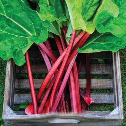 Rhubarb Raspberry Red Seeds