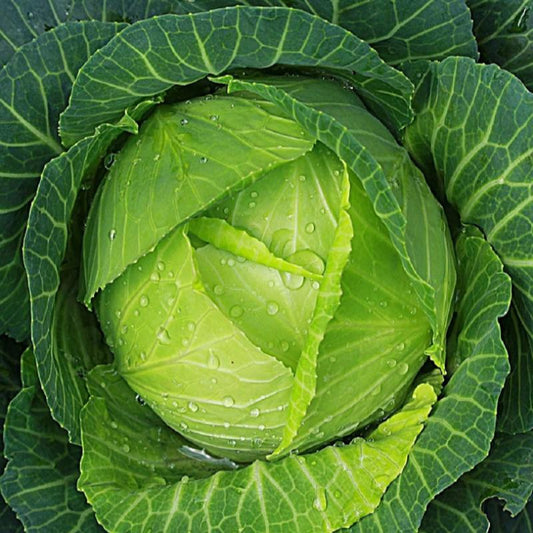 Lush Cabbage Seeds