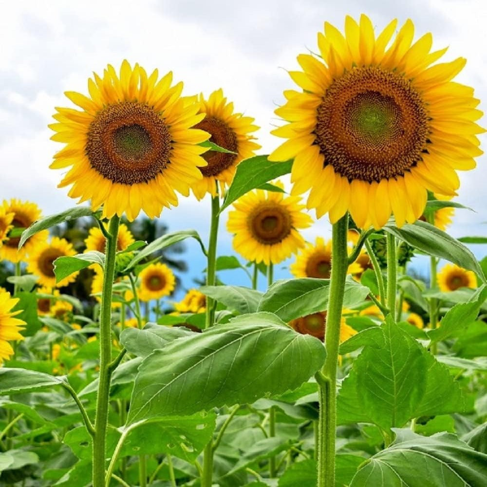 Mammoth Sunflower Seeds For Planting