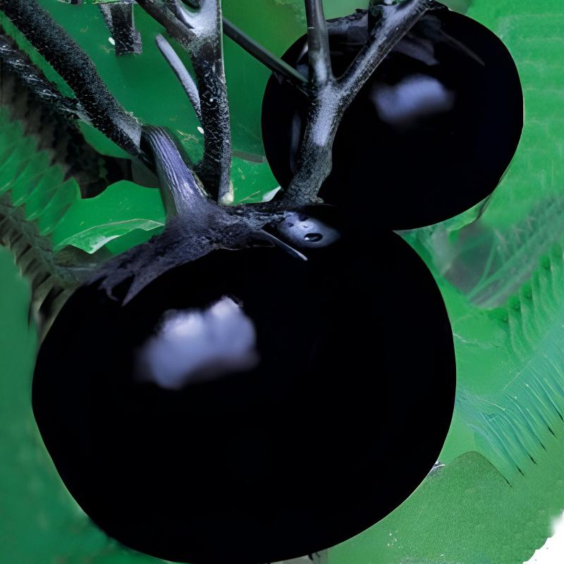 Mini Round Eggplant Seeds