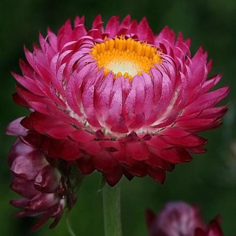 Purple Straw Flower Helichrysum Seeds