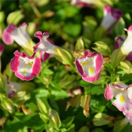 Flower Torenia Fournieri Seeds