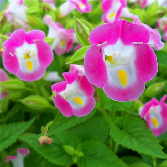 Torenia Fournieri Flower Seeds