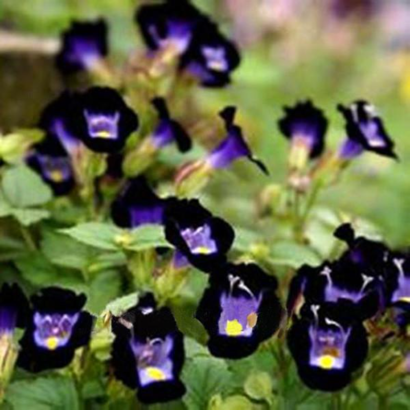 Fournieri Torenia Flowers Seeds