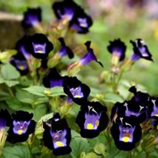 Fournieri Torenia Flowers Seeds