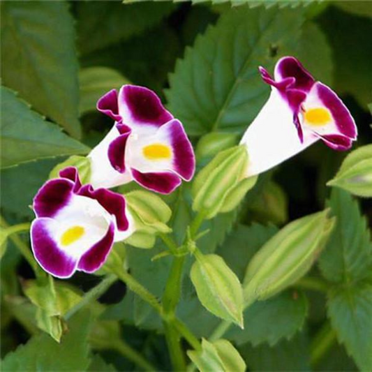 Flowers Seeds Torenia Fournieri