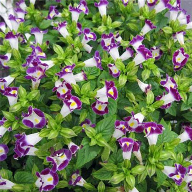 Torenia Fournieri Flower Seed