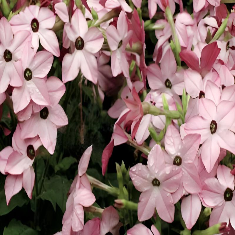 Nicotiana Alata Foliage Plants Seeds