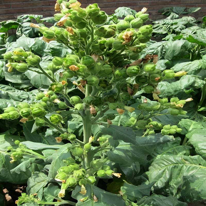 Nicotiana Alata Foliage Plants Seeds